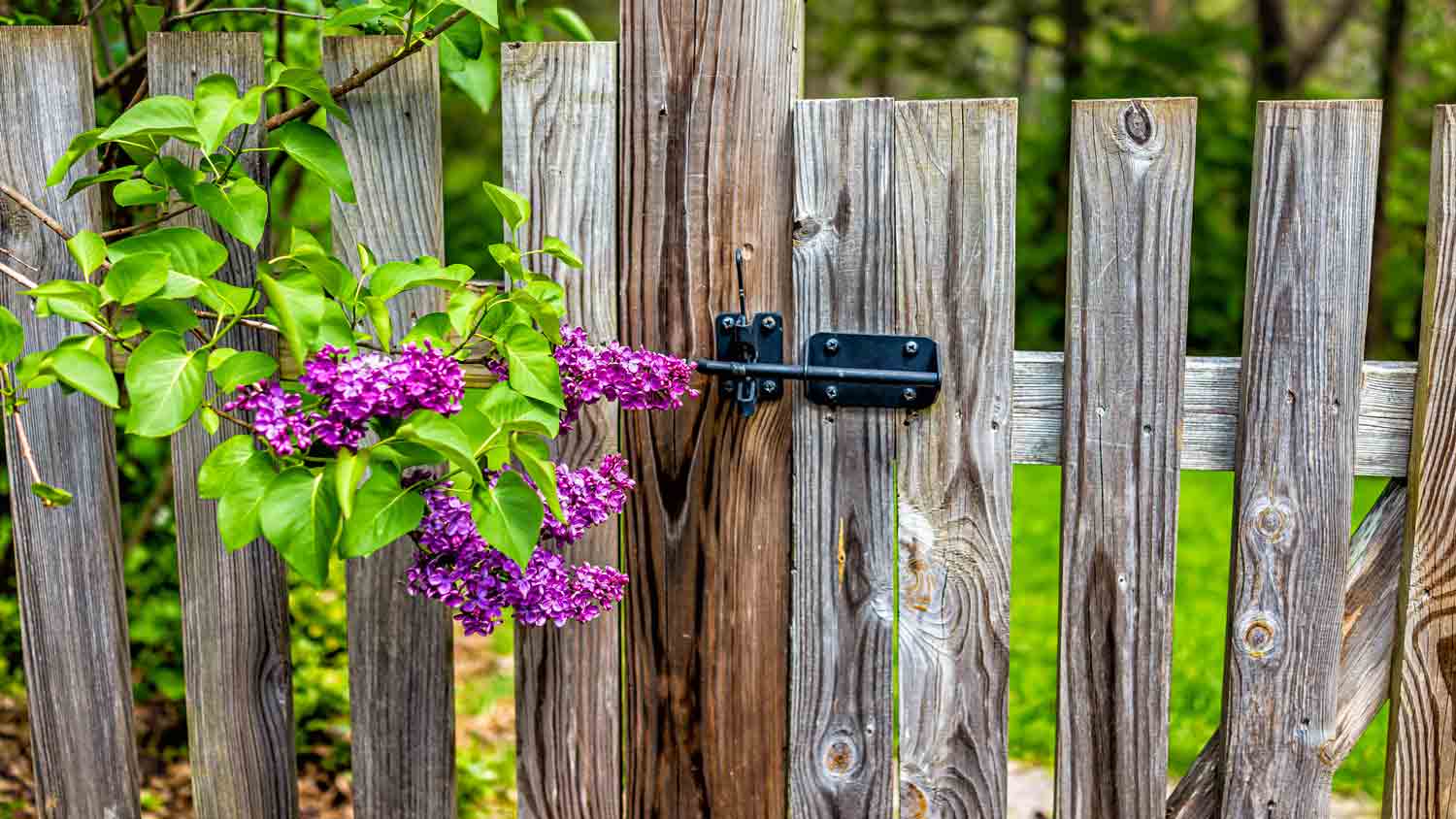 wood fence with latch and purple flowers