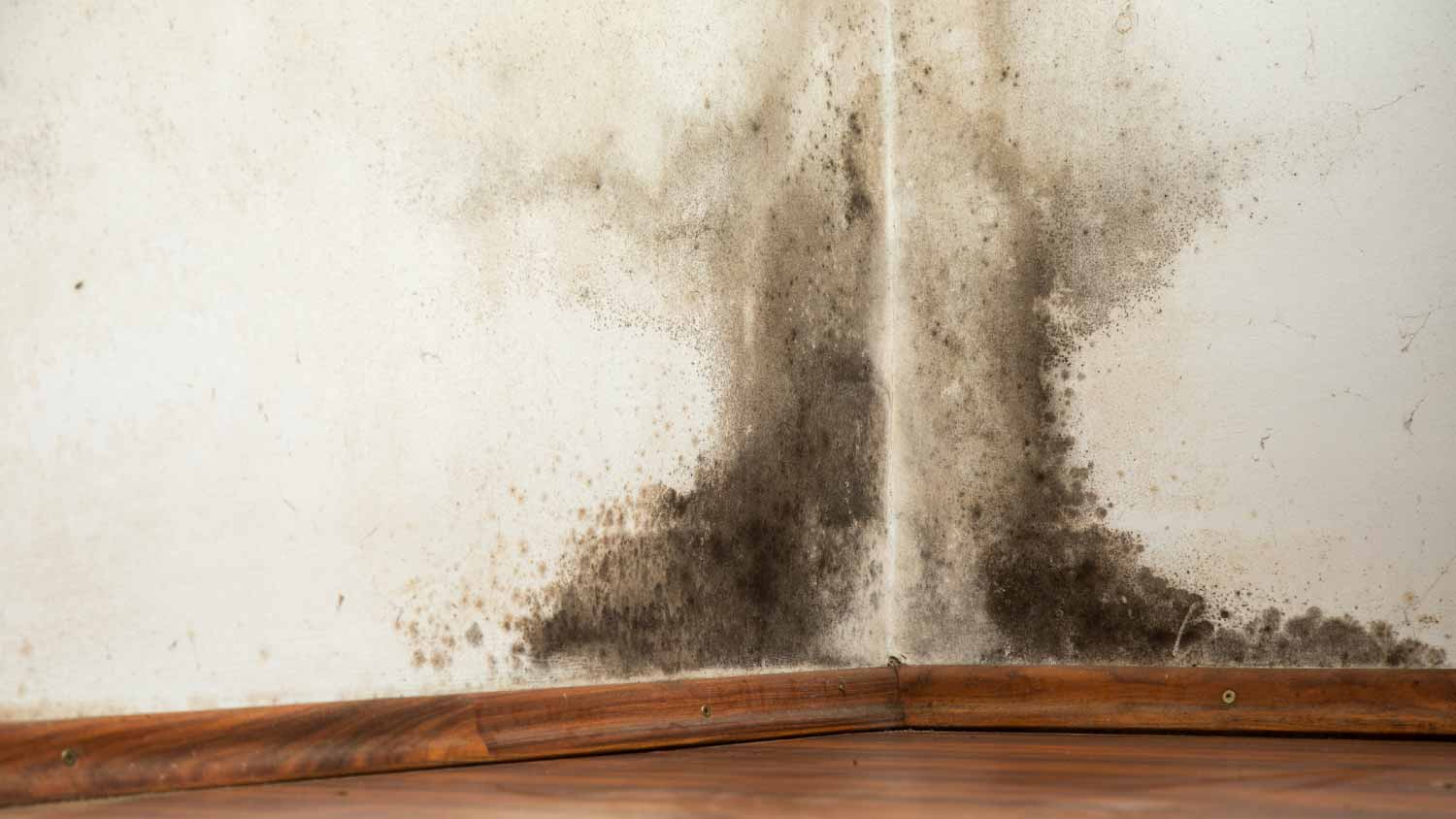 Black mold on wall
