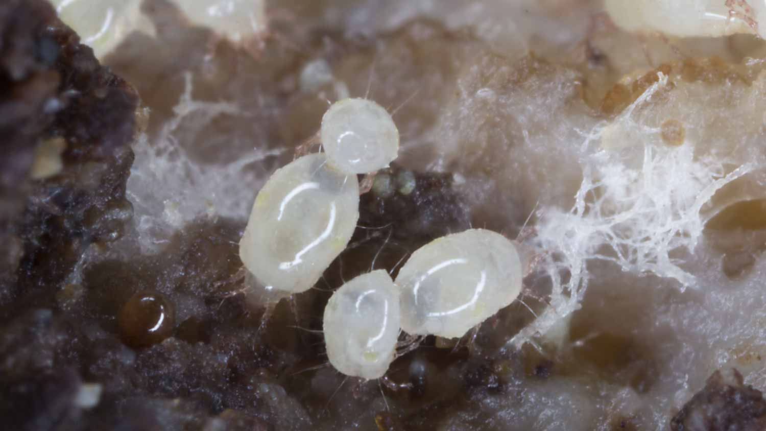 Close up mold mites