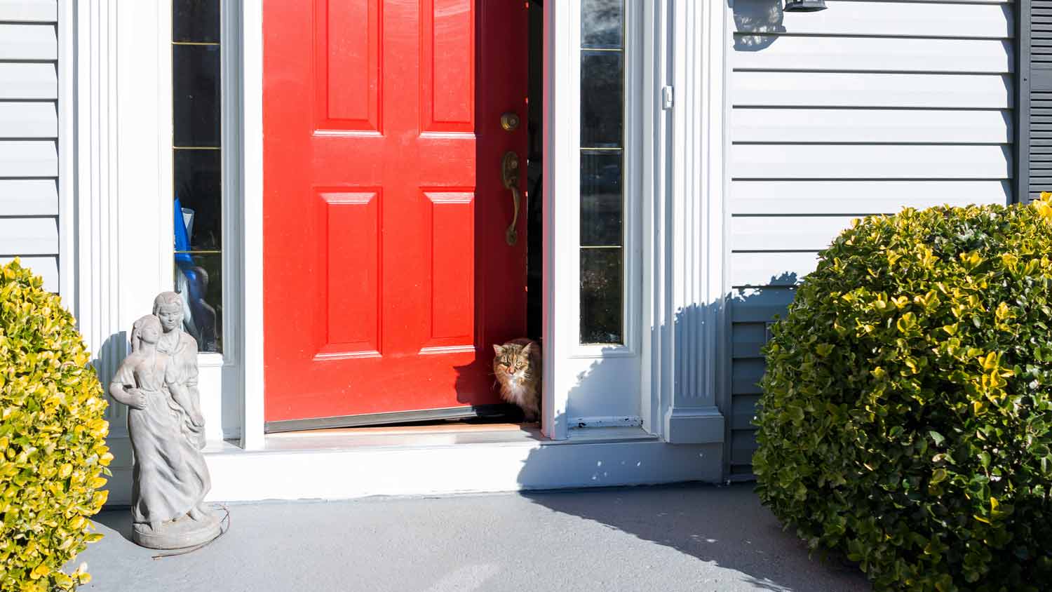 cat poking out of red front door