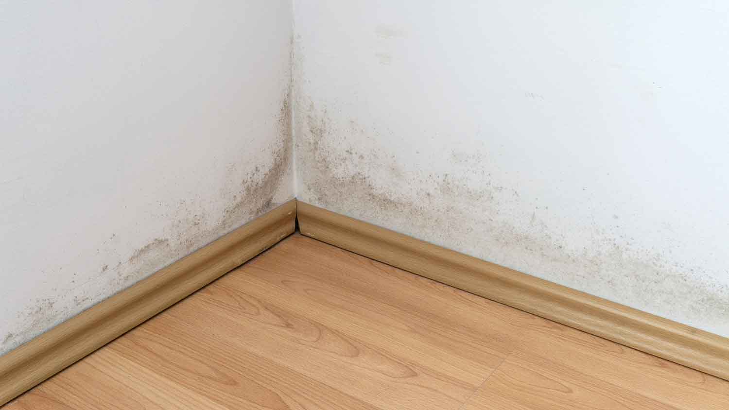 Black mold growing near laminate flooring