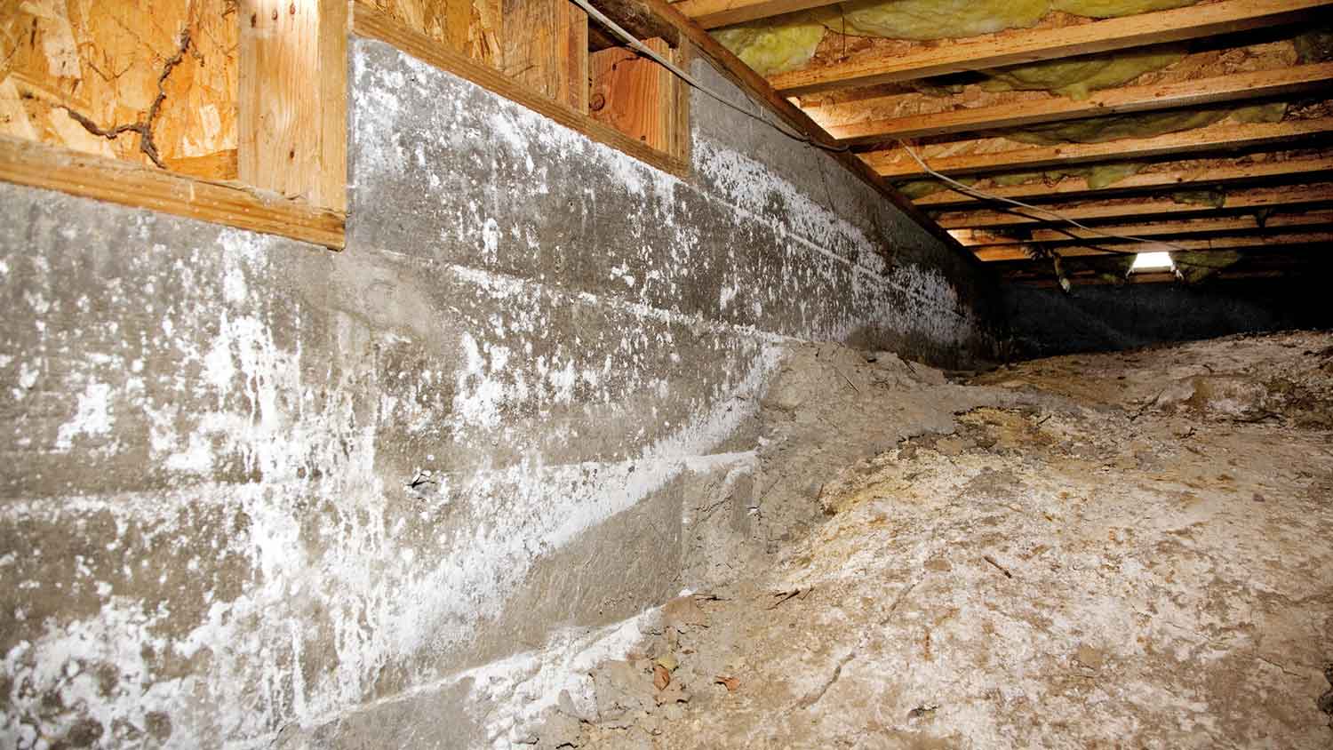 Crawl space wall with white mold