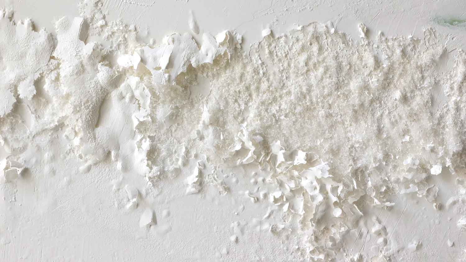 White mold growing on an interior wall