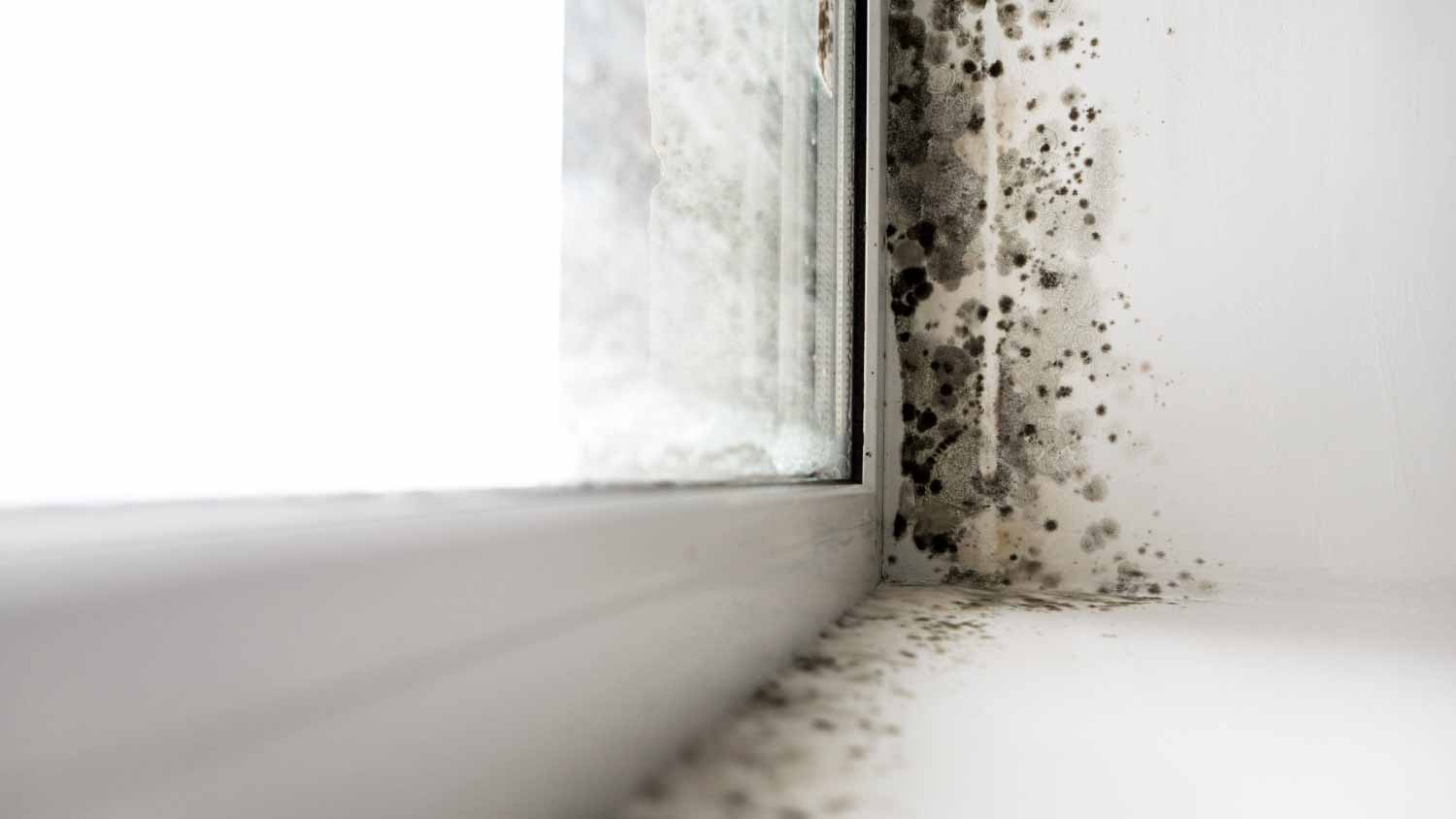 Fungus on the windows