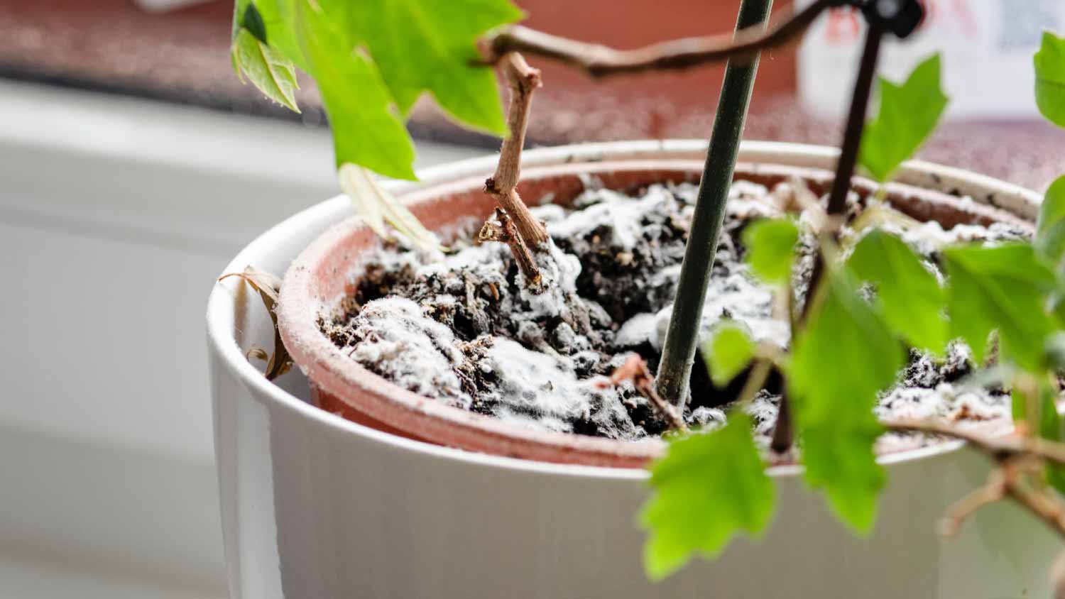 Young ivy plant with mold