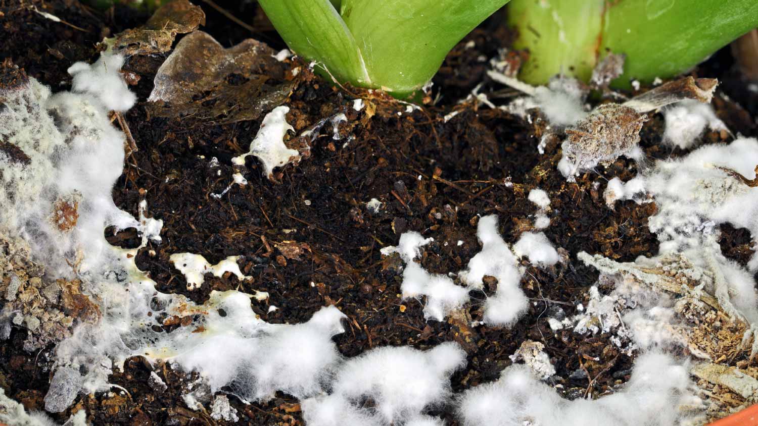 Close up of white mold growing on soil
