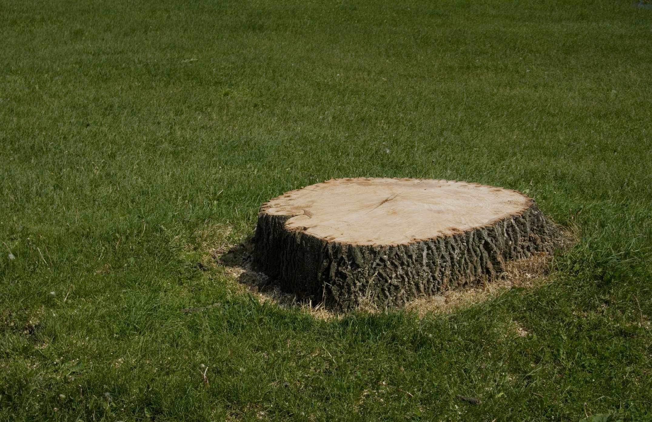 tree stump in lawn