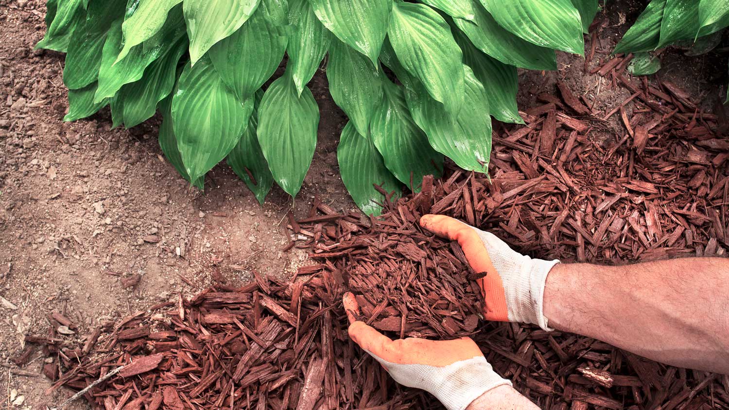 Man spreading mulch around host a plants in garden