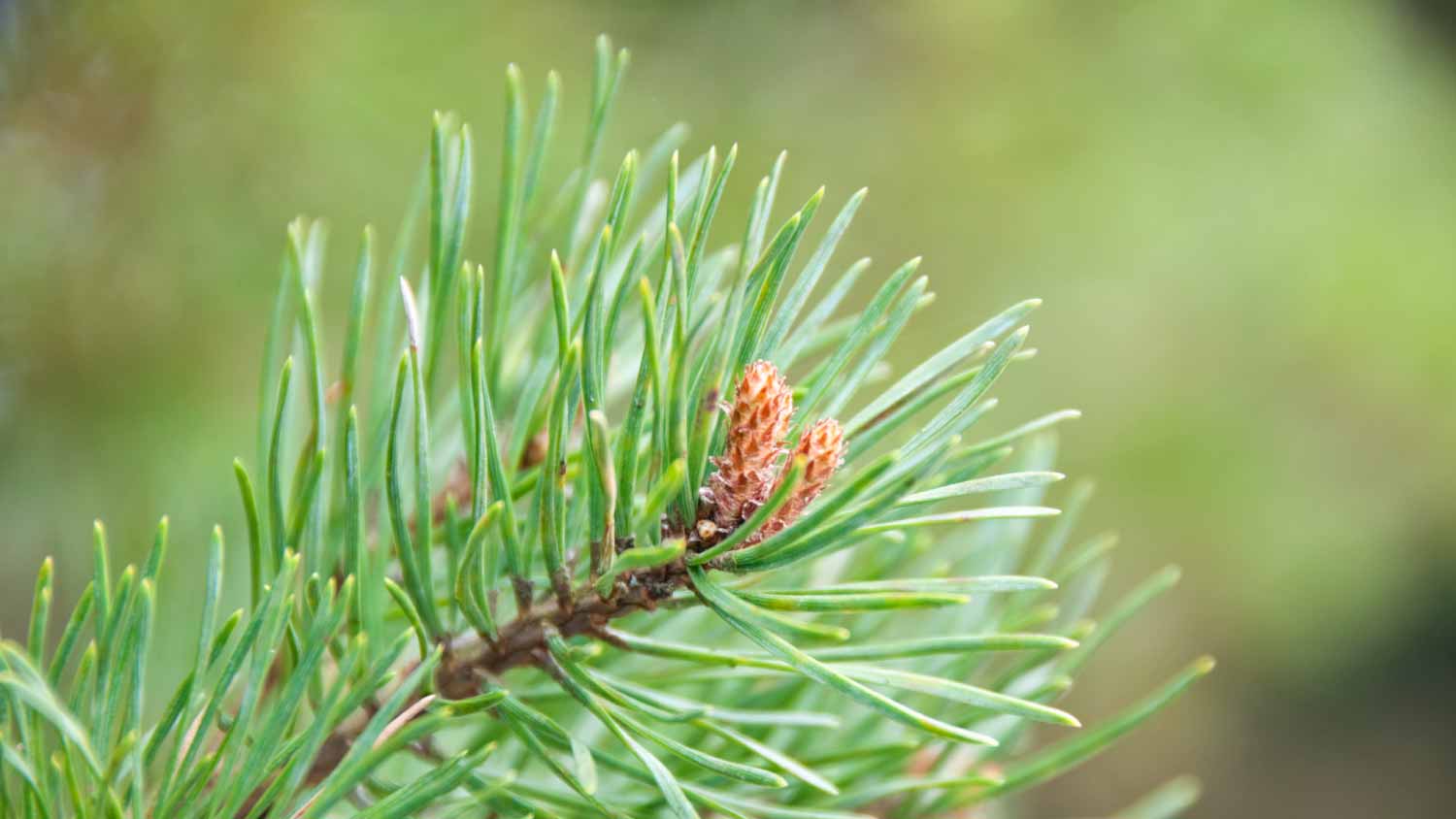 Fogy Weeping Jack Pine