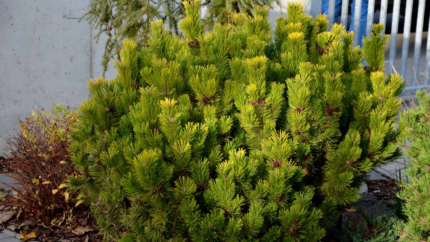 Swiss Mountain Pine