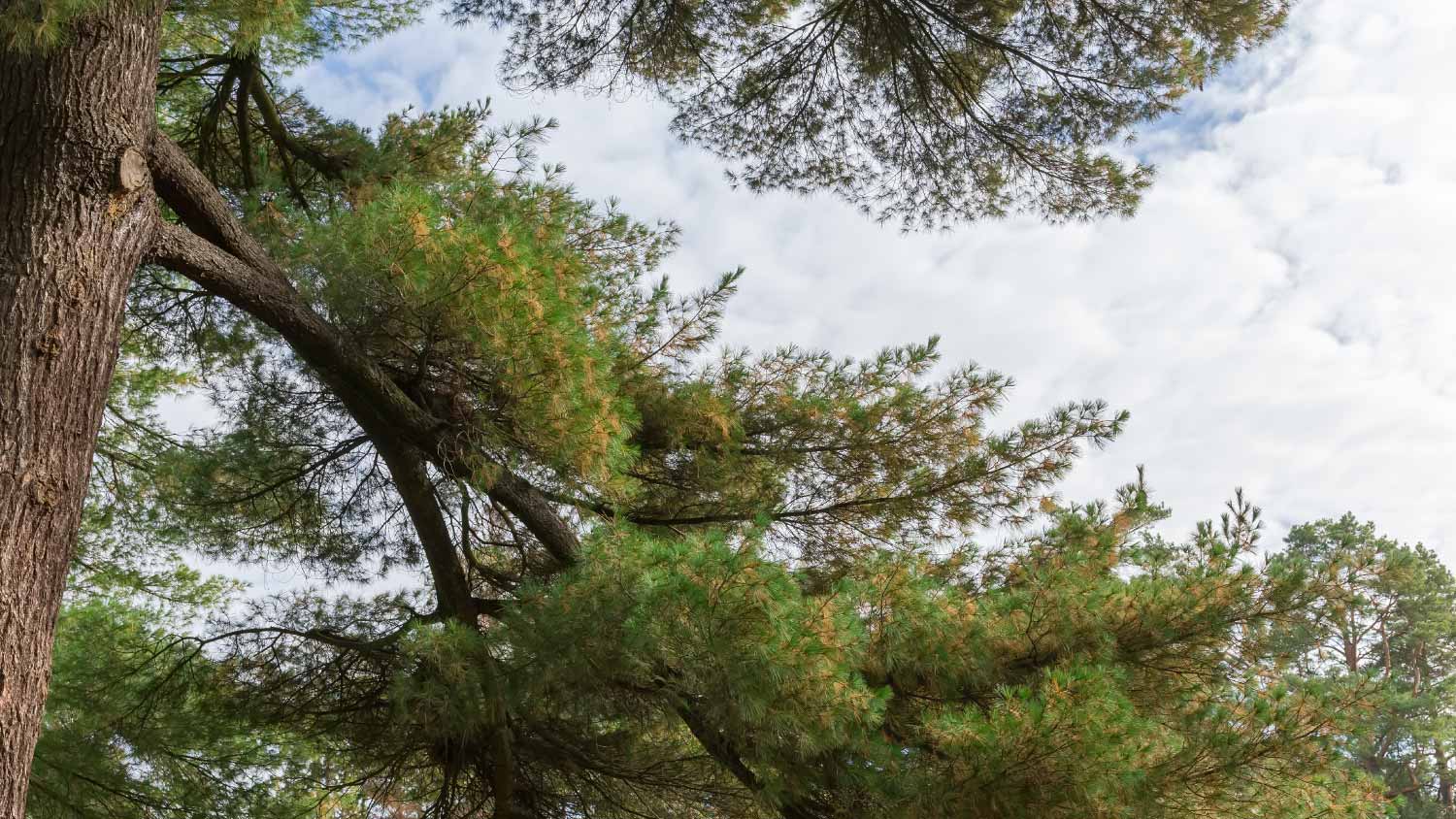Branches and trunk of the old pine
