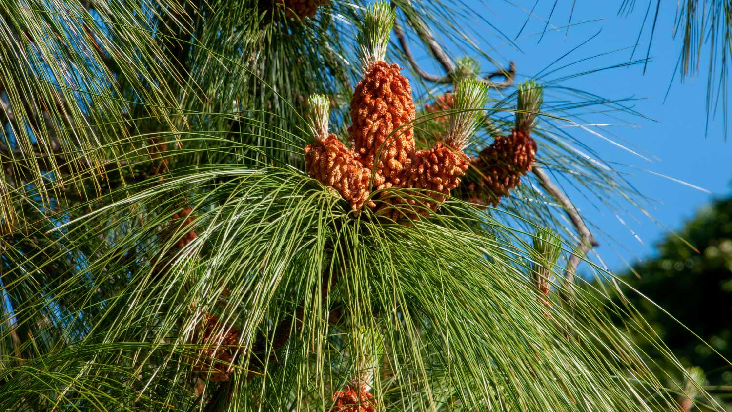 Flowering cone of a pine