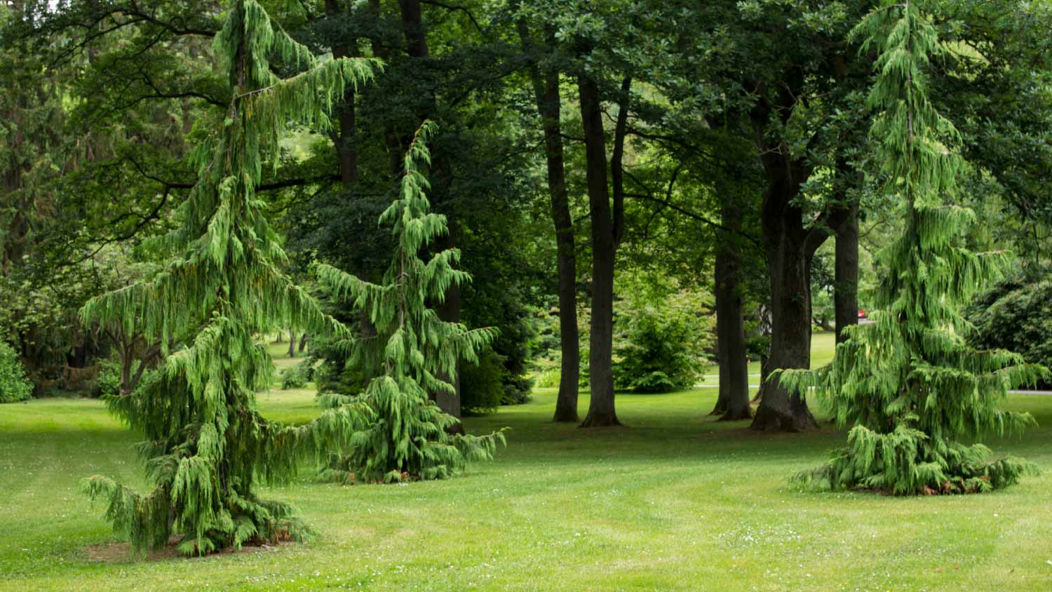 Green arrow weeping alaskan cedar