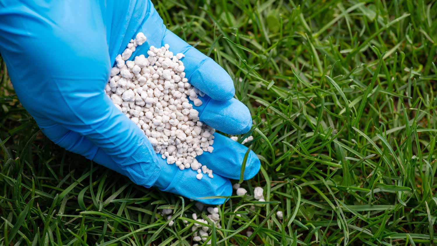 man in backyard fertilizing grass