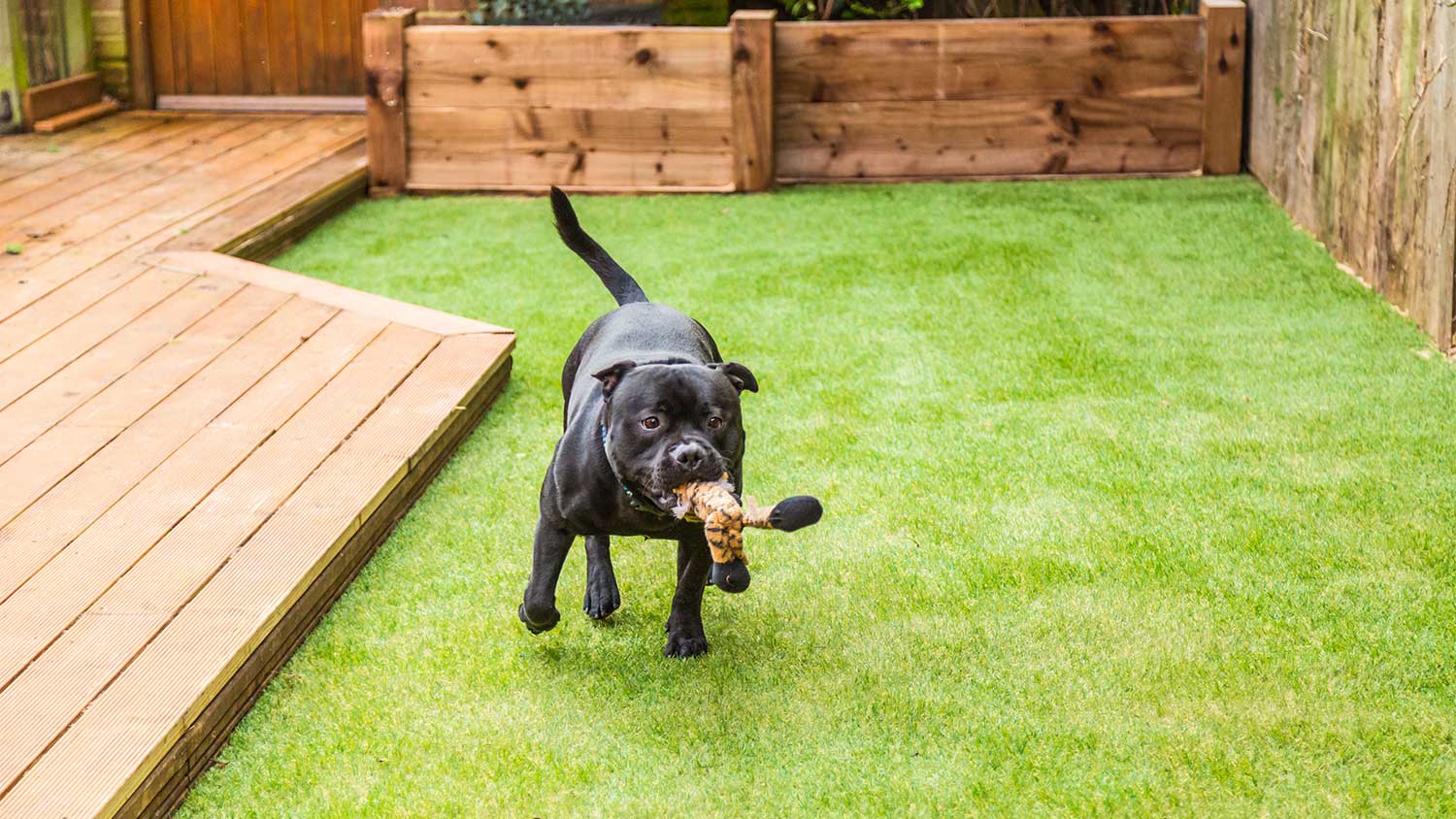 A dog runs on artificial grass