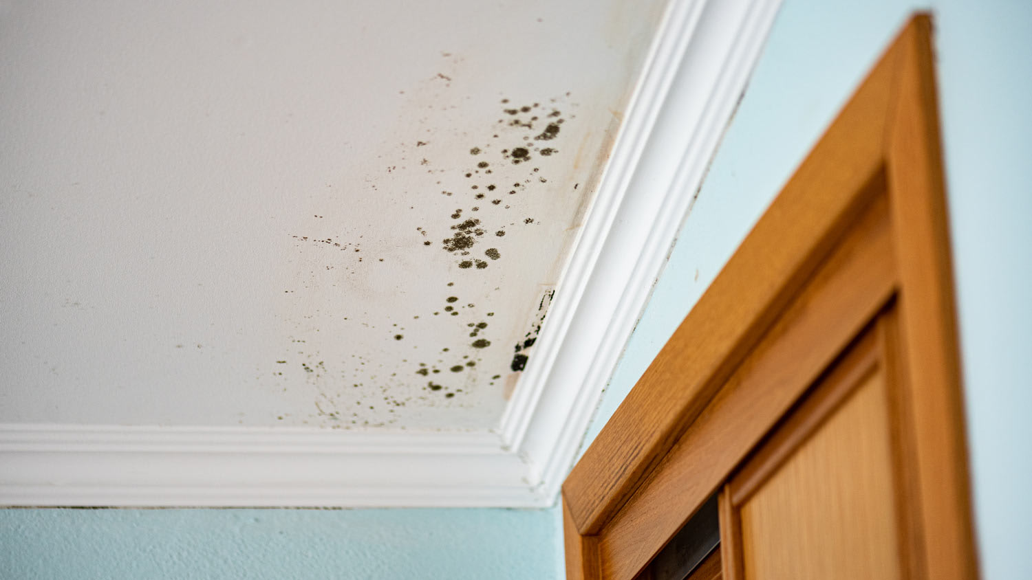 mold infested bedroom ceiling