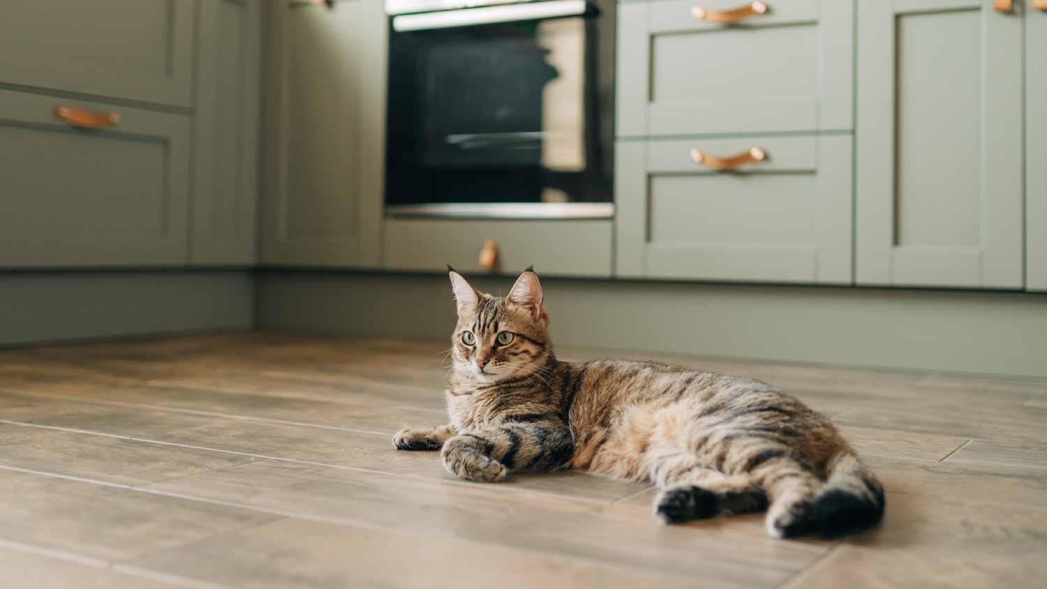 Cat resting in the kitchen