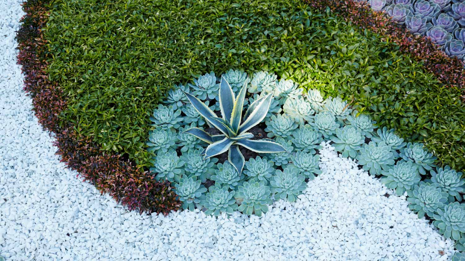 Close-up of Crassulaceae plants