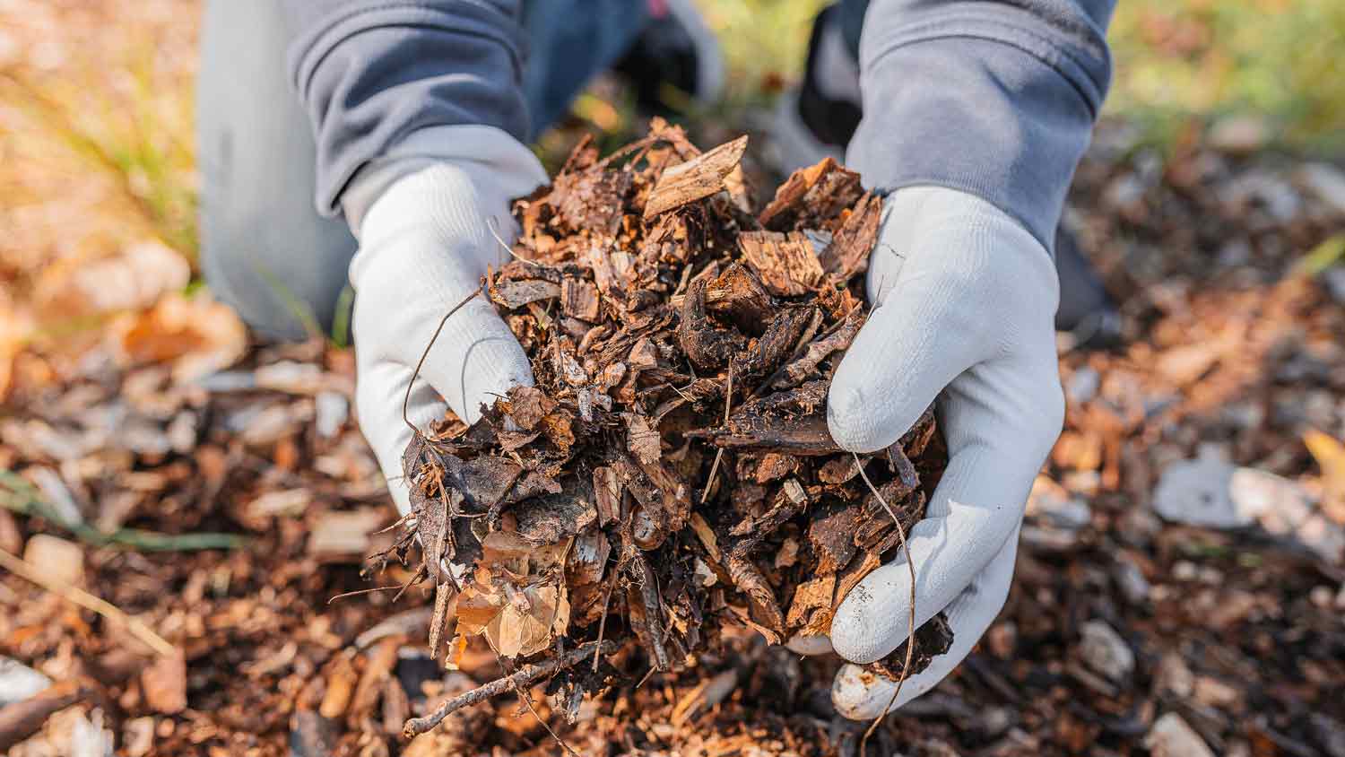 man holding leaf mold mulch