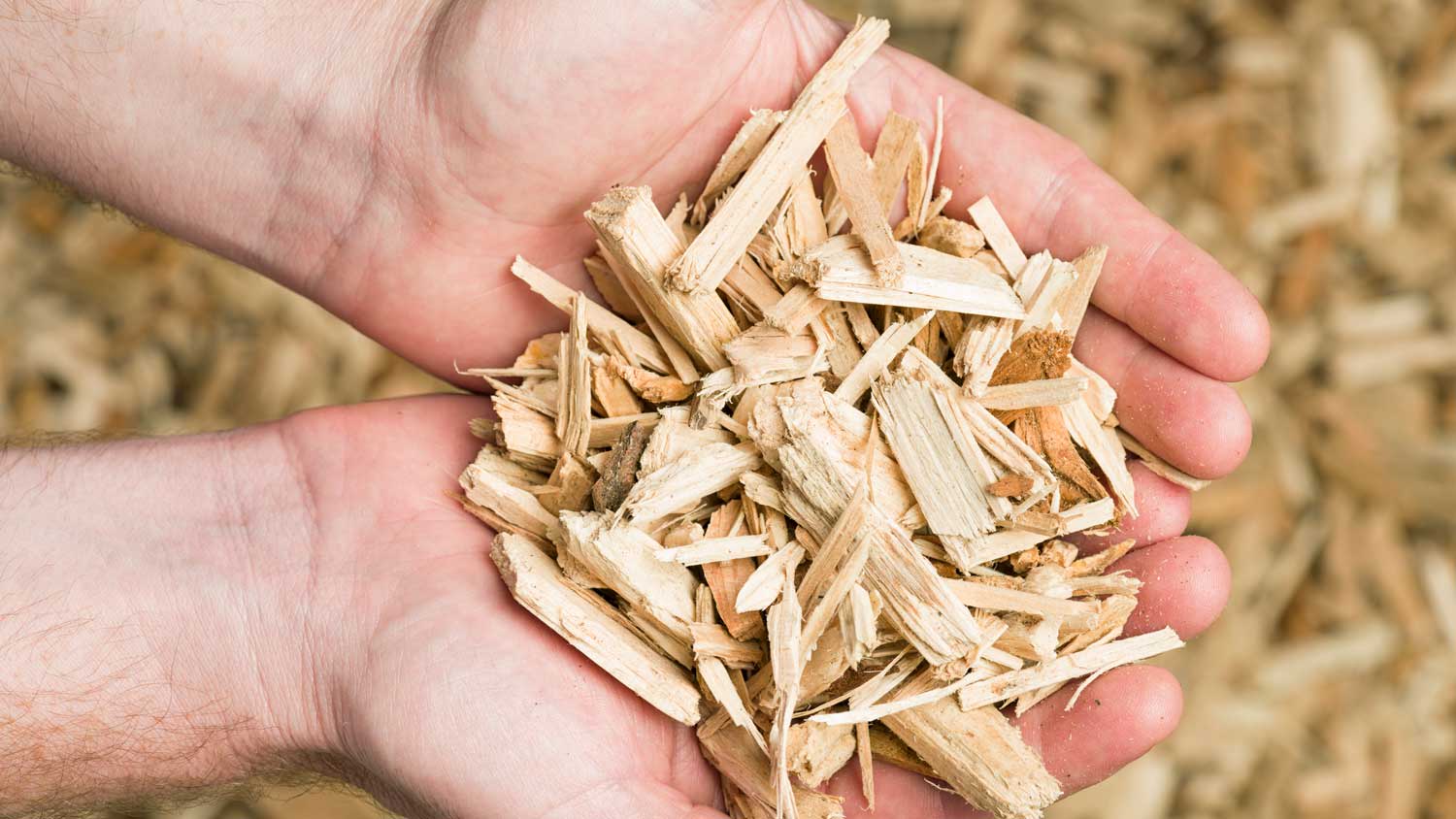 man holding a bunch of wood chips