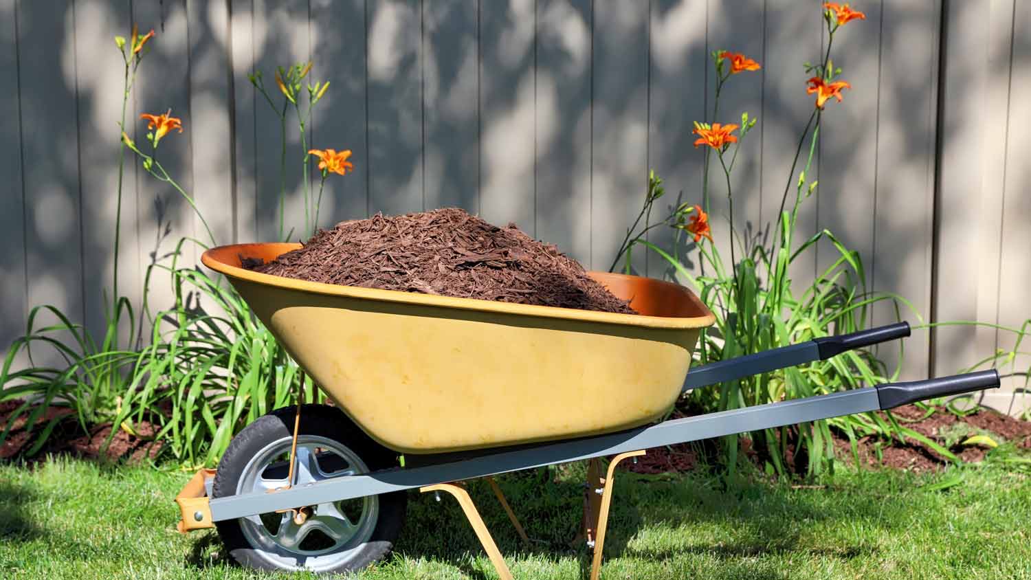 wheelbarrow with mulch in garden
