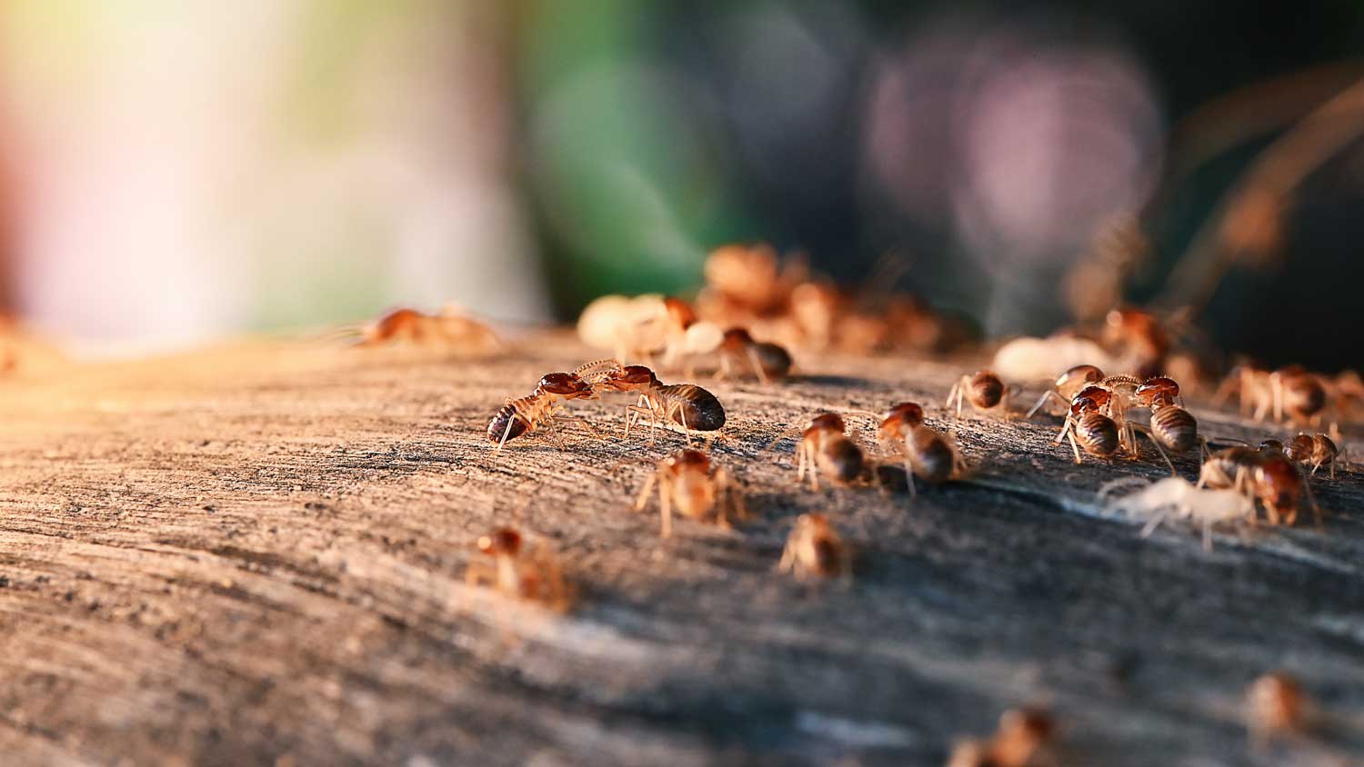 Close-up of a colony of termites