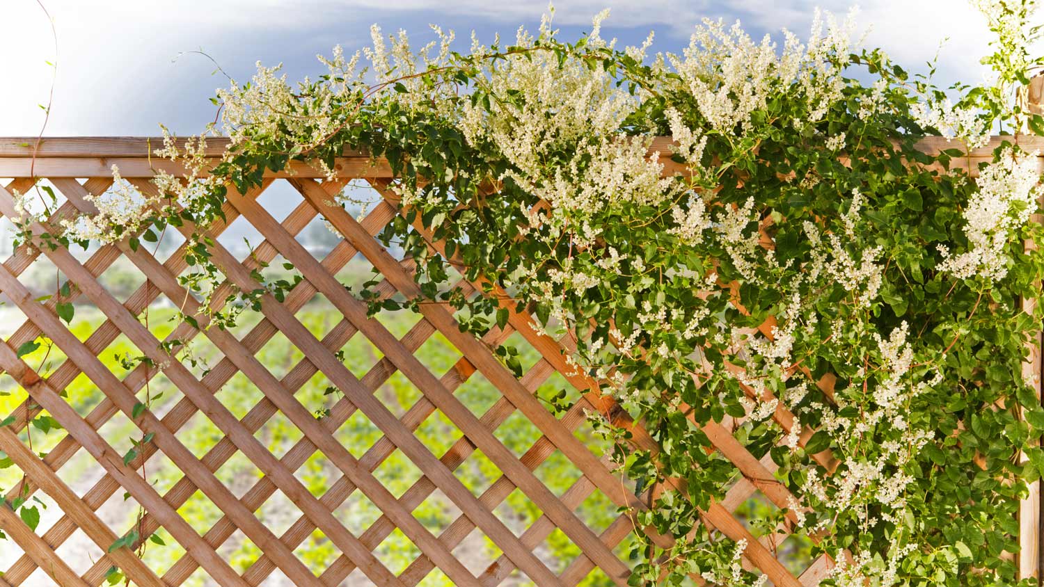 Lattice fence with flowers growing on them