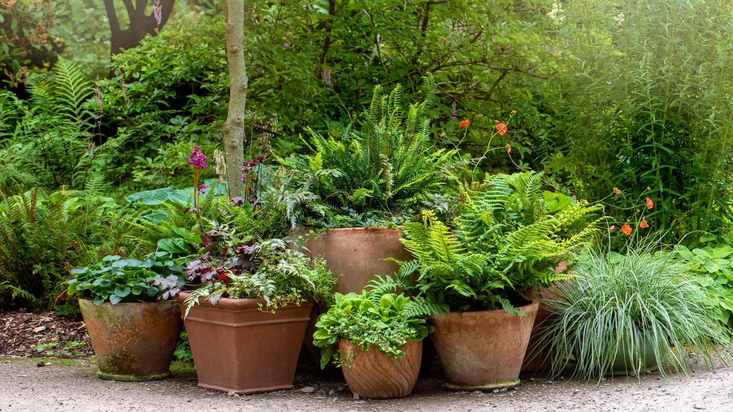 Terracotta pots planted with Ferns and grasses forming a garden