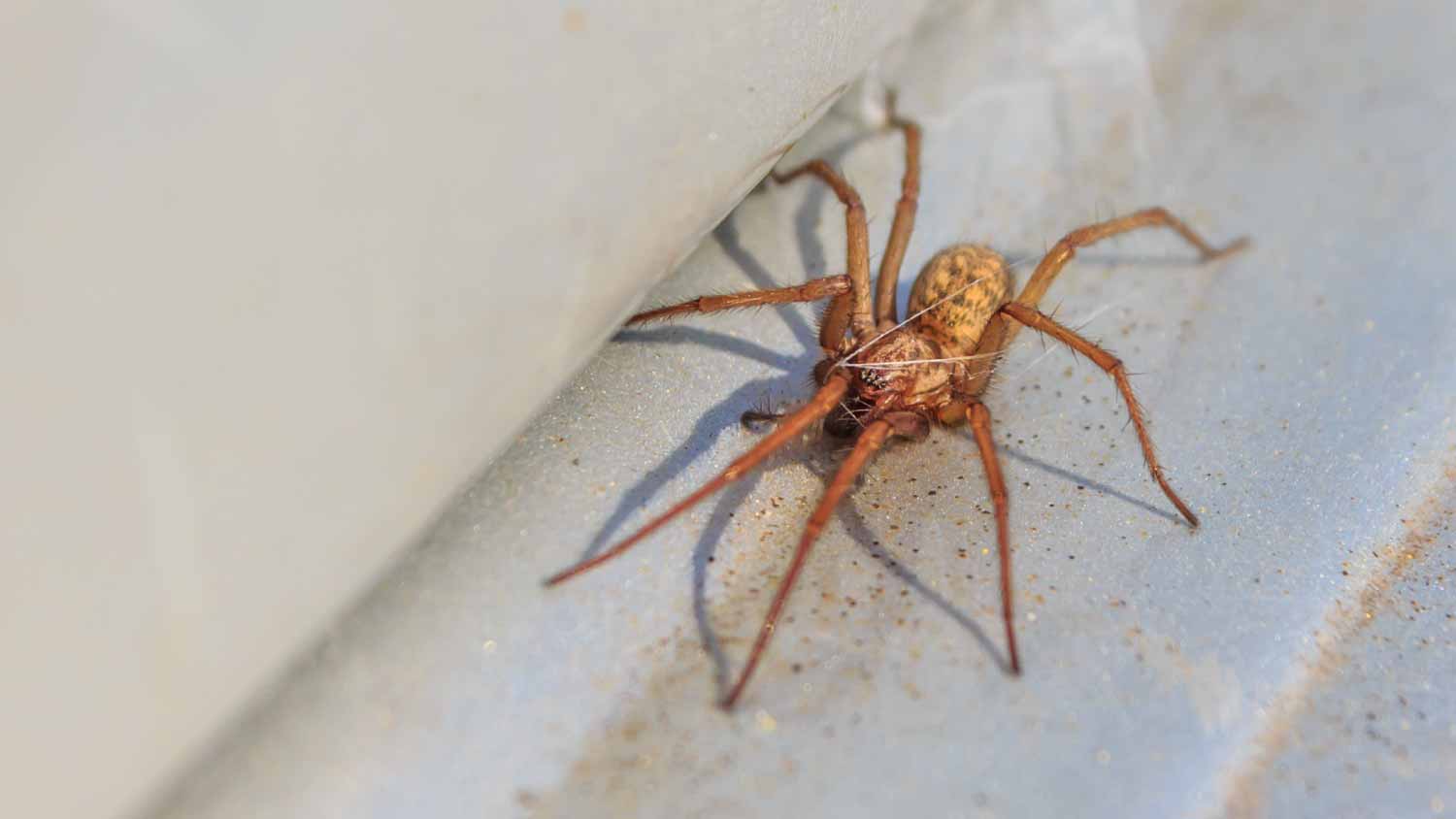 Hobo house spider