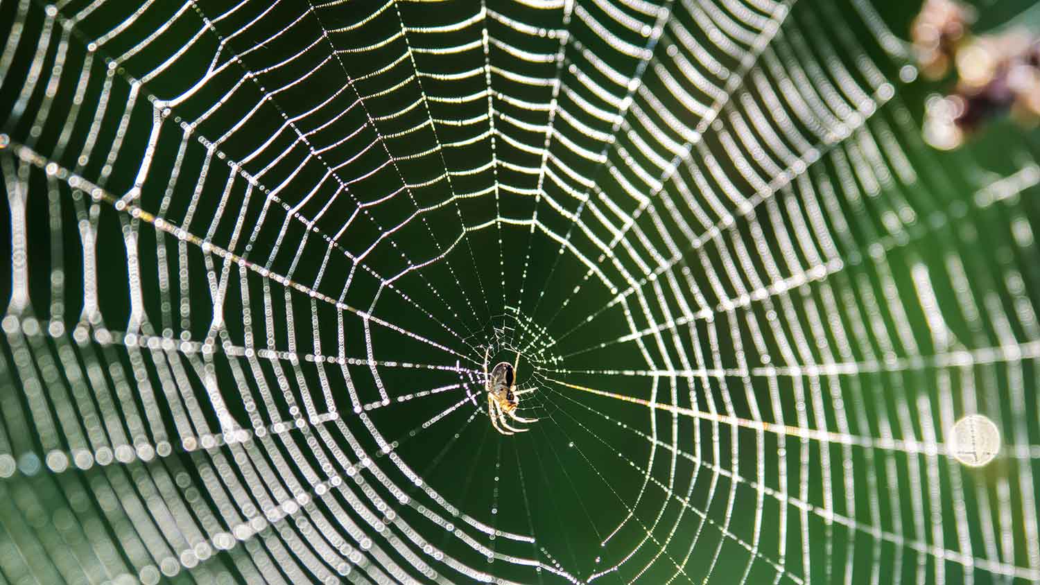 Spider on spiderweb covered with dew