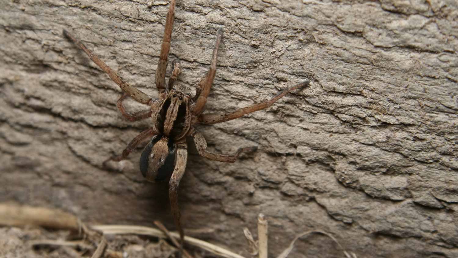 Close up wolf spider