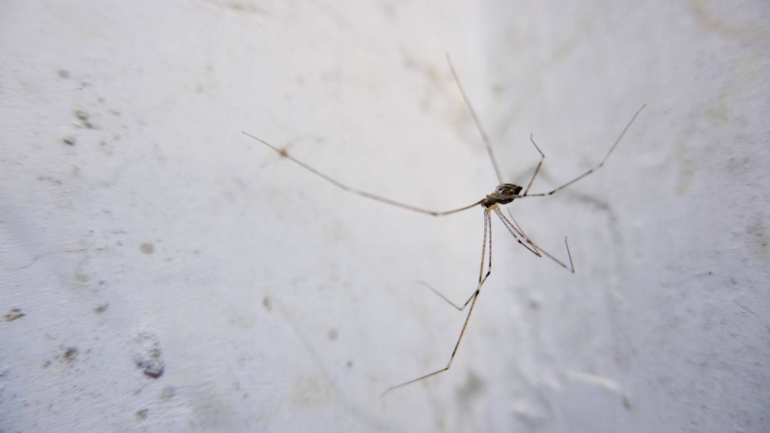spider with a small body but very long legs