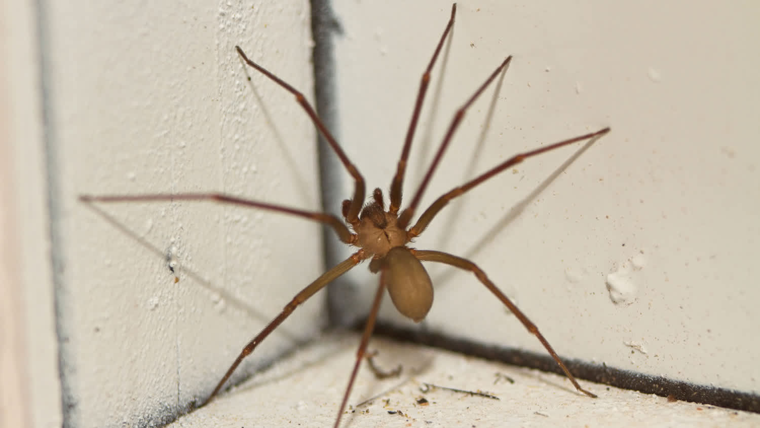 Small brown recluse spider climbing a wall