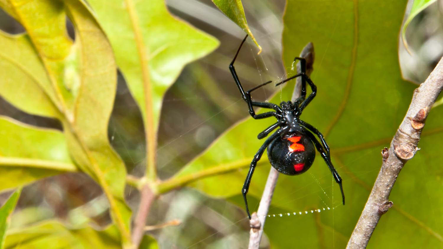 Close-up of a black widow spider