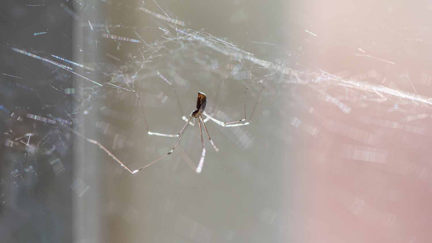 longlegs home spider