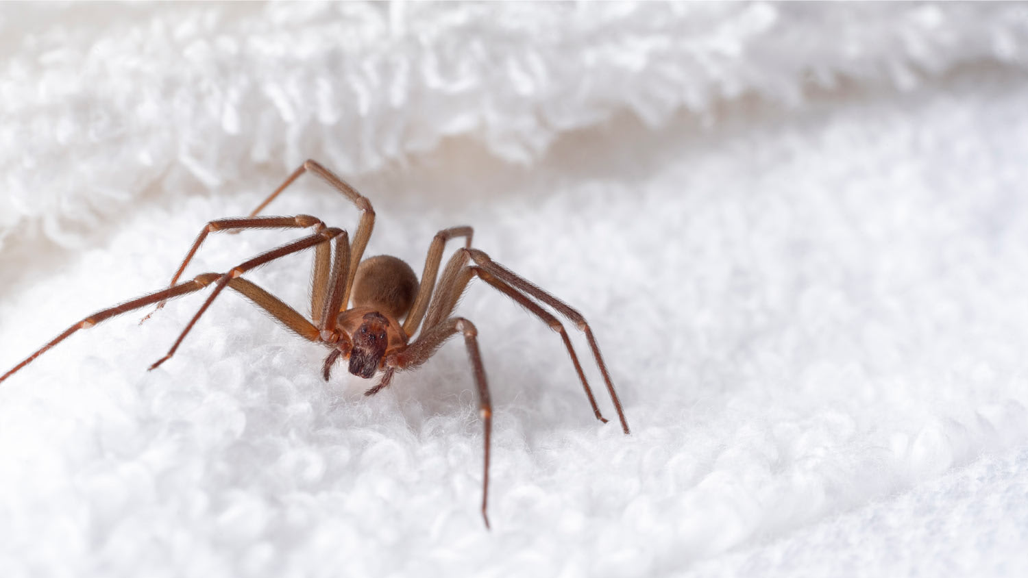 brown recluse spider in towel