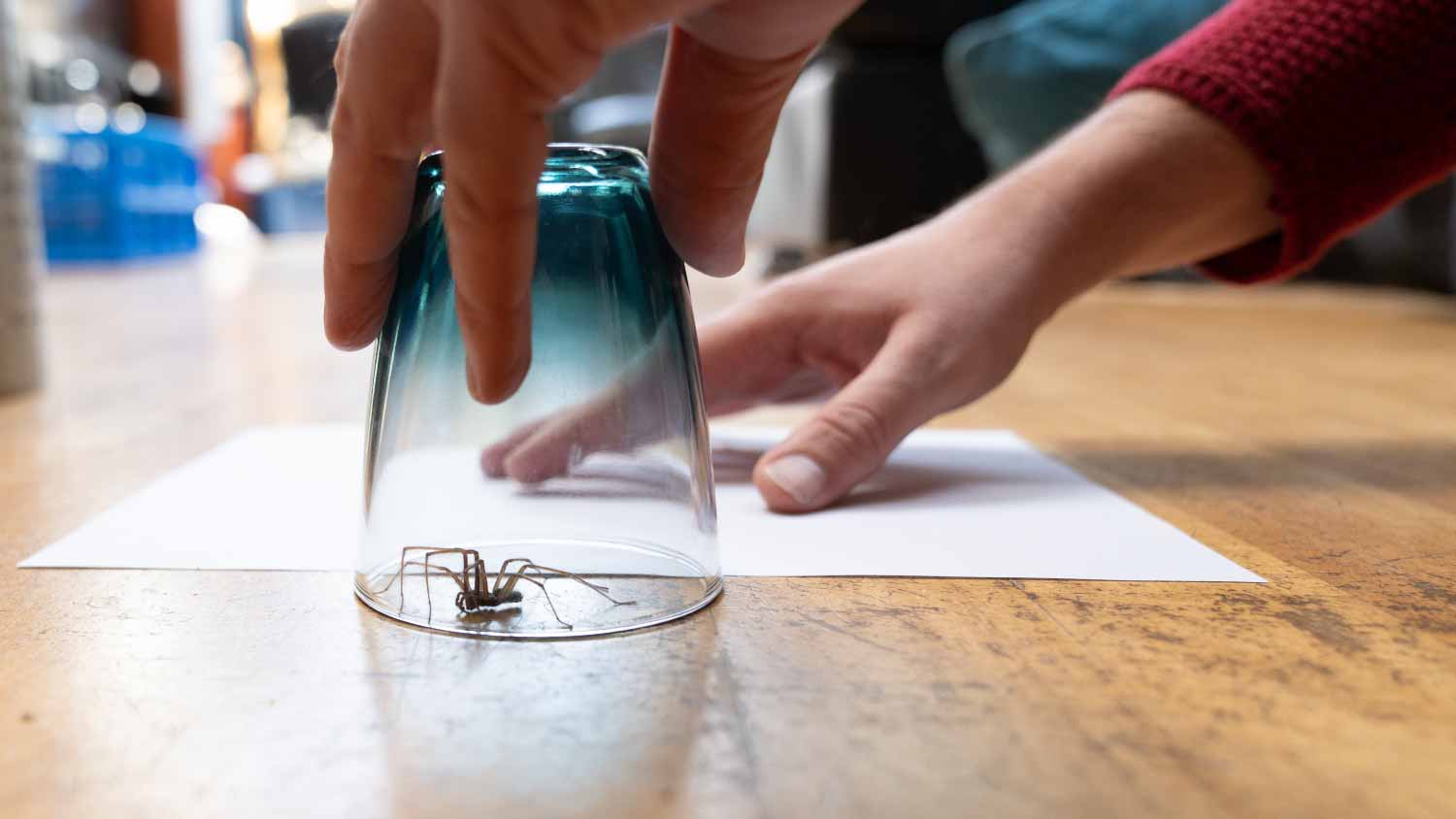 house spider under a drinking glass