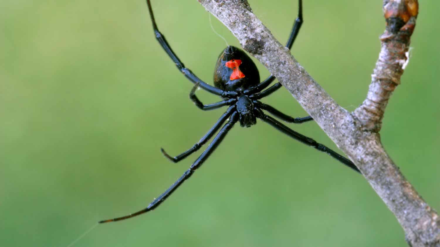 Female black widow spider
