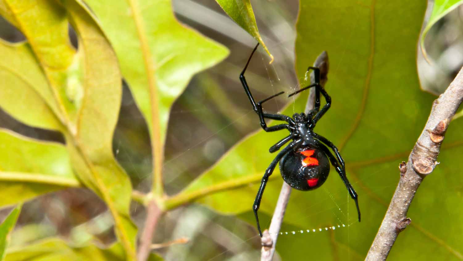 A black widow spider