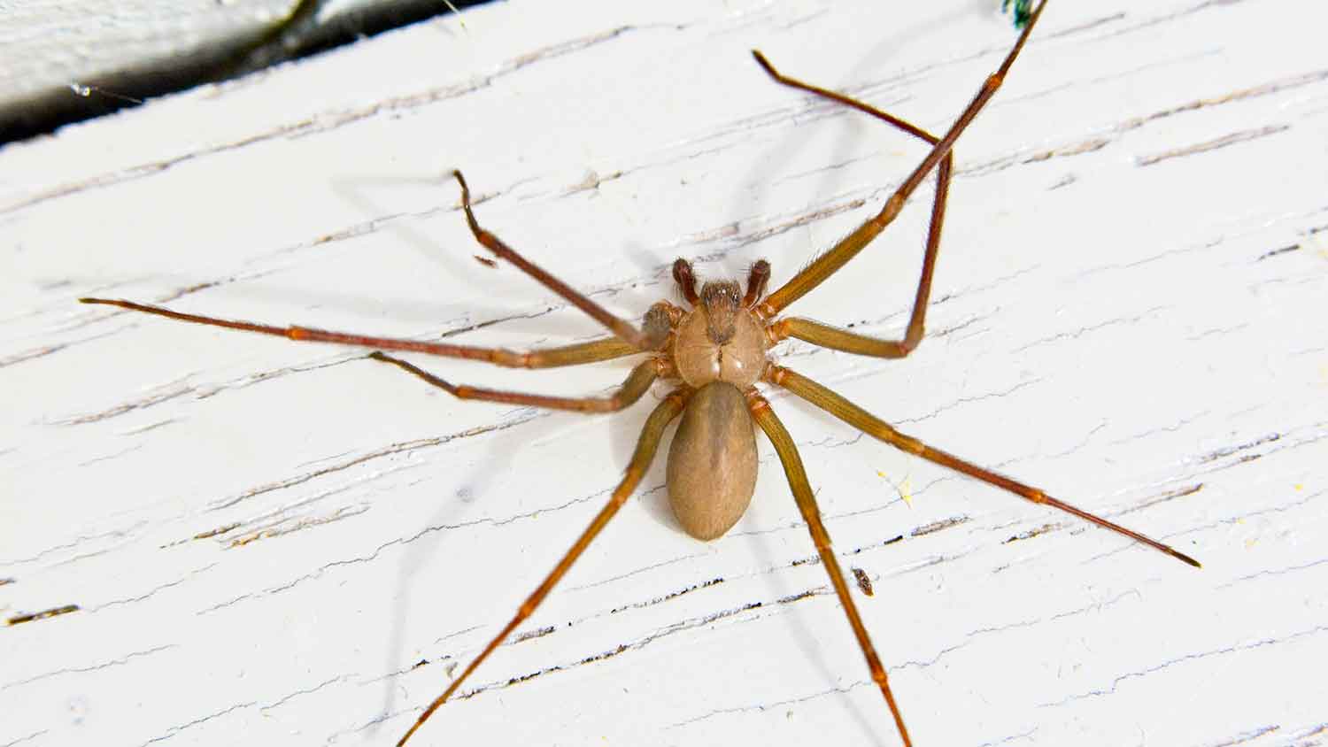 Brown recluse spider on a white wooden board