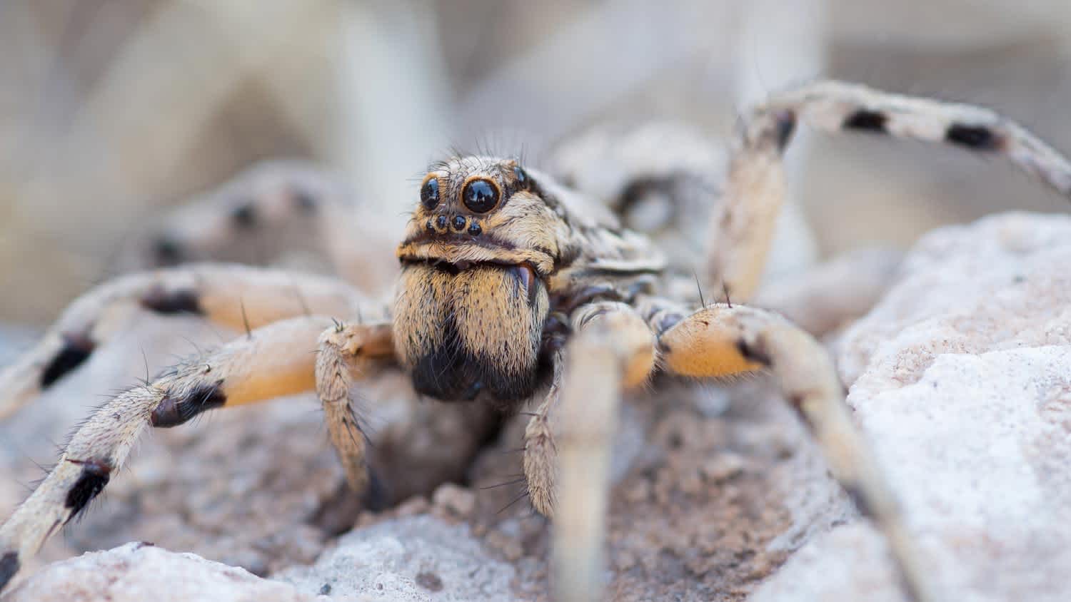 Close-up of a wolf spider