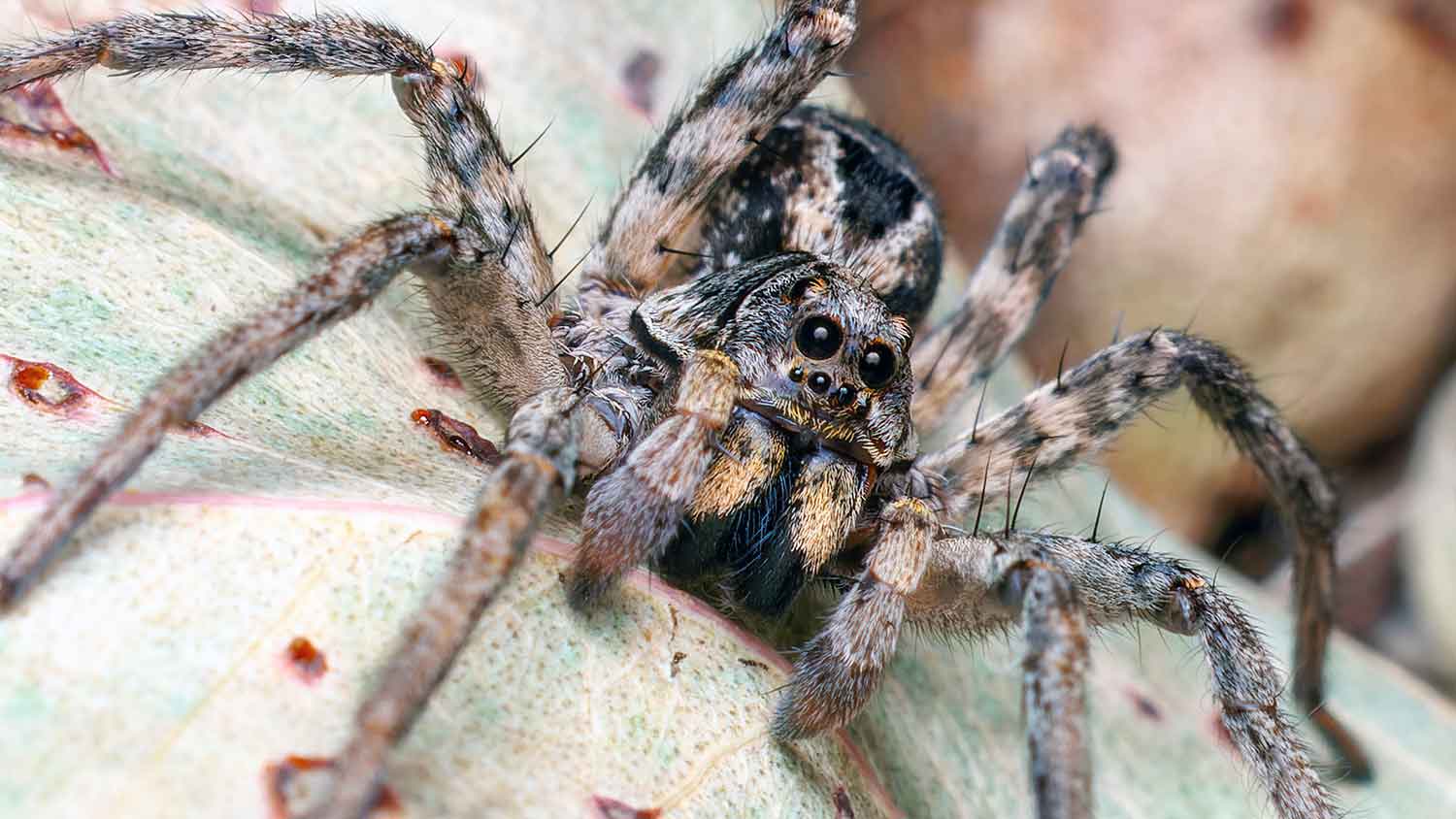 Closeup of a wolf spider perched on a leaf