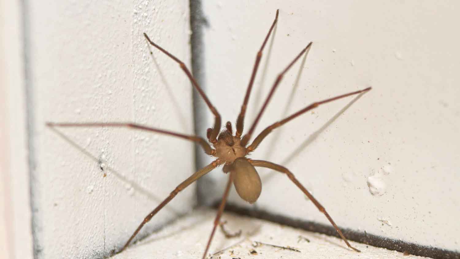 Brown recluse spider sitting on a window frame