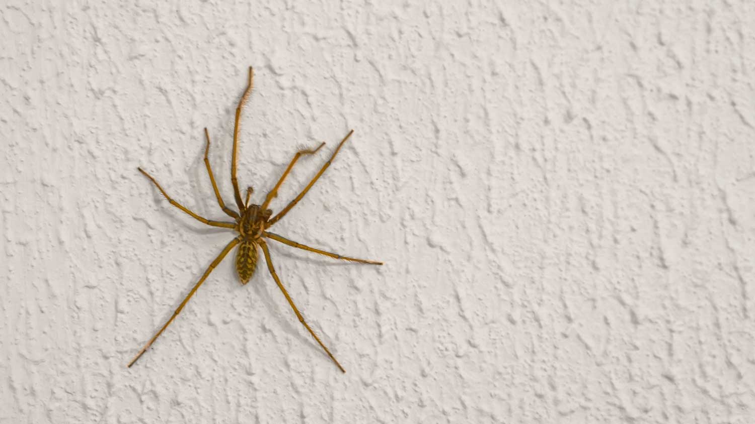 Funnel weaver spider on a white wall