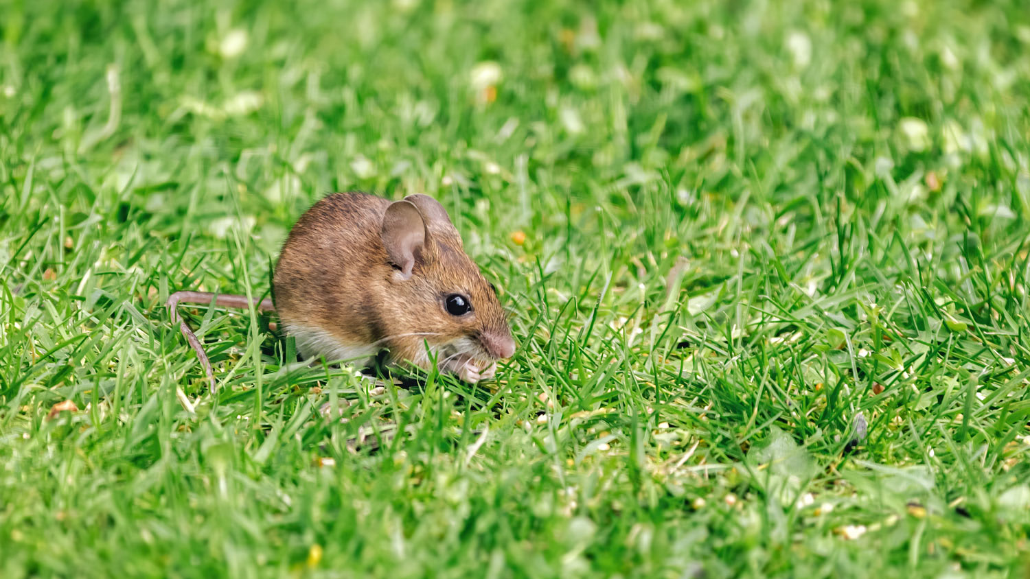 Mouse sitting in the grass