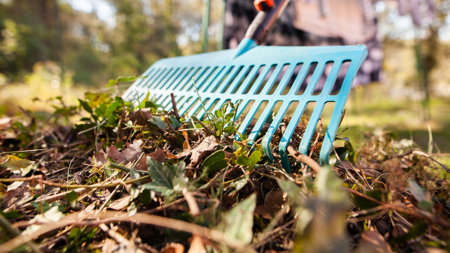 Raking leaves in year