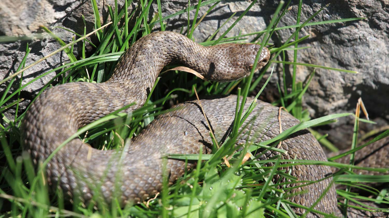 Viper sunbathing in the grass