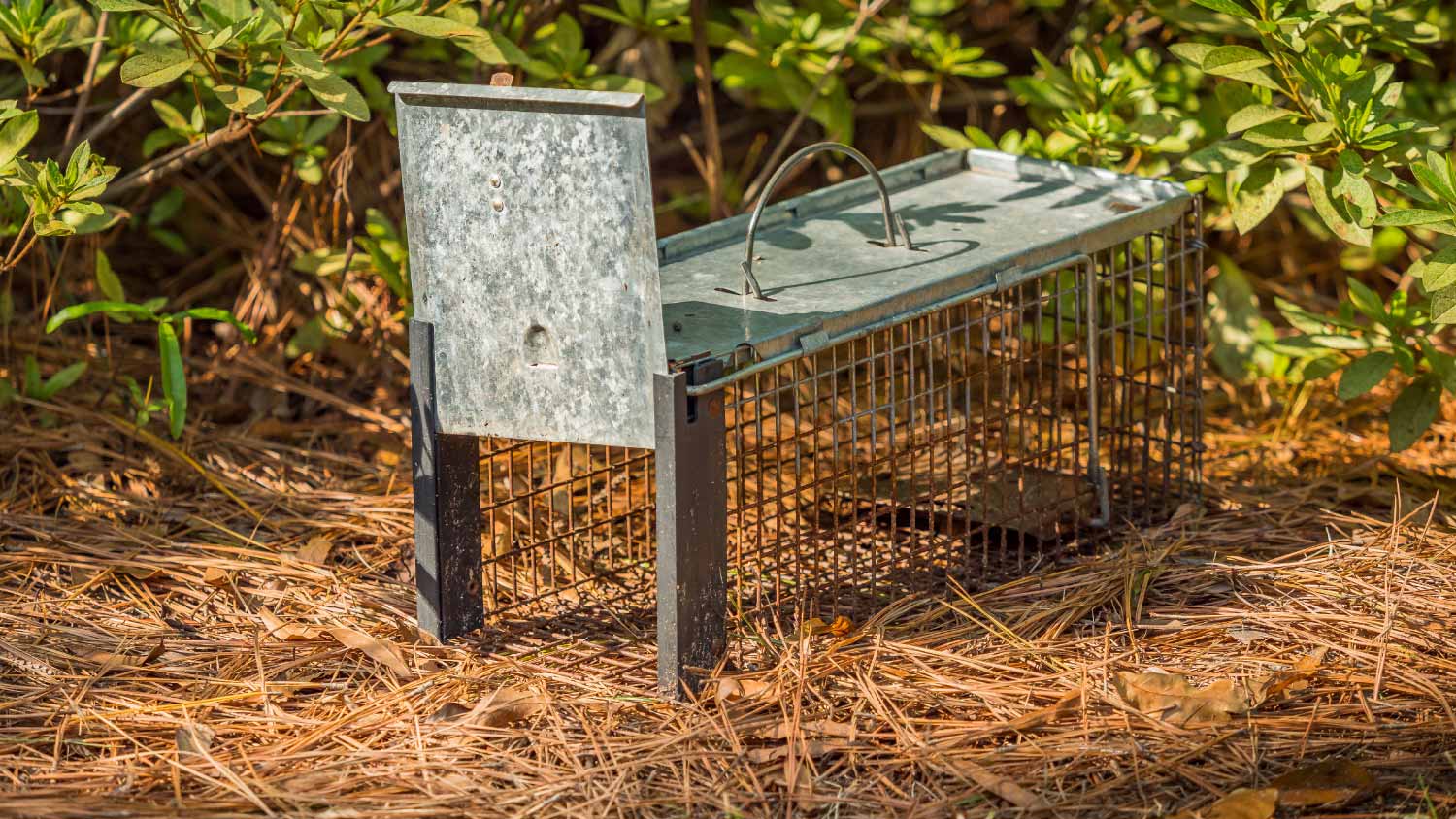 Humane live animal trap