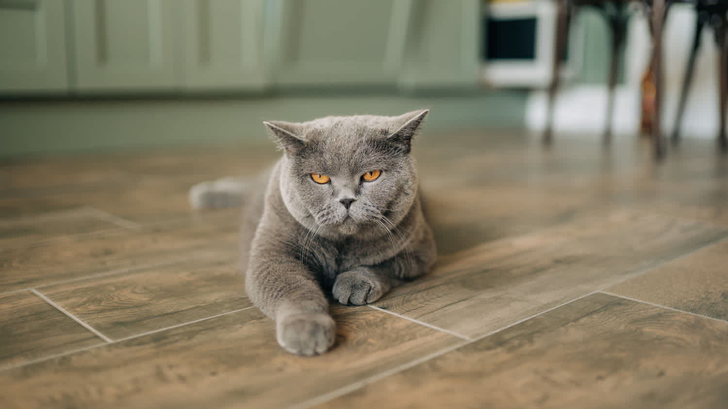 cat laying on the floor