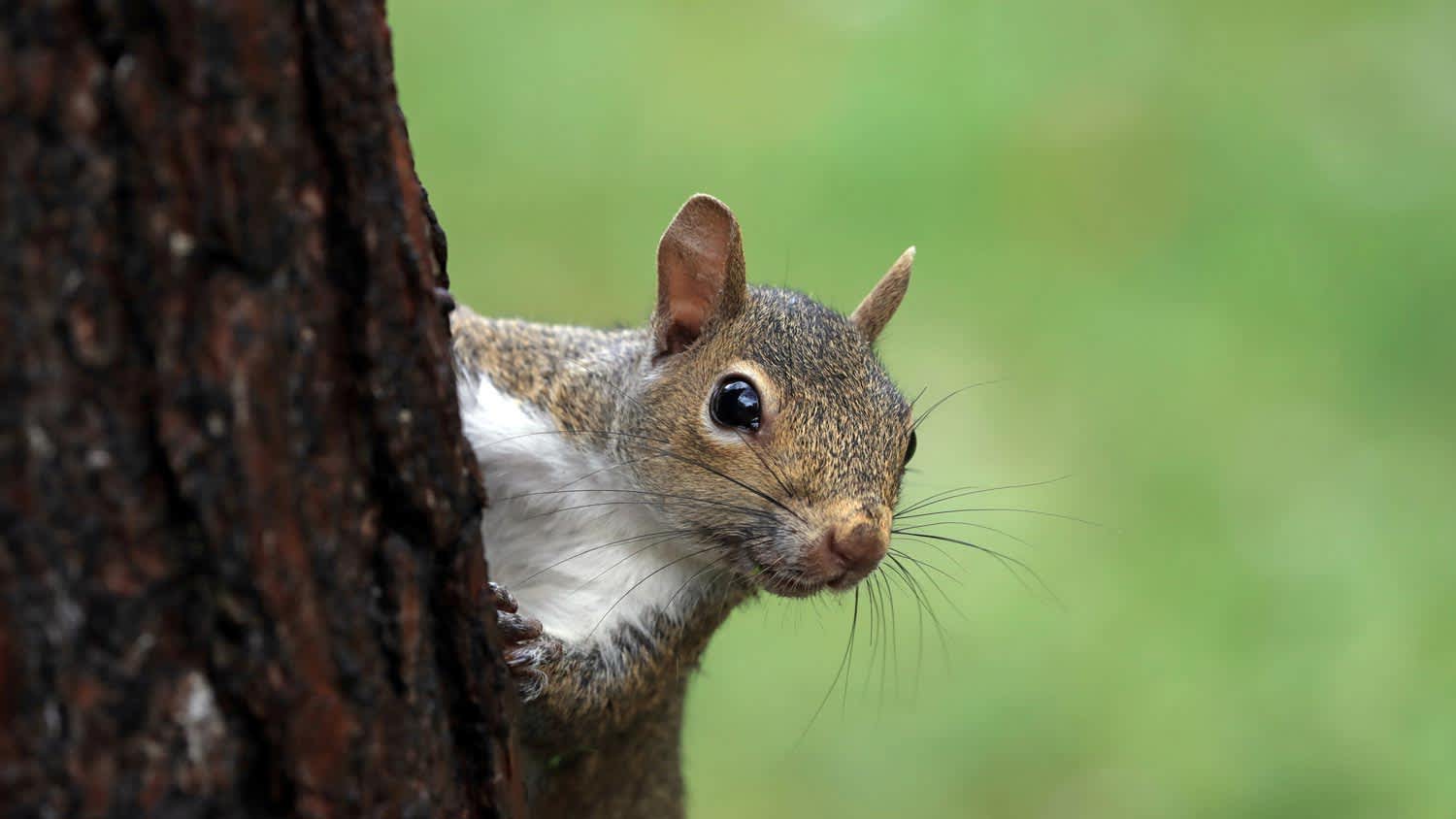 Close-up of an american squirrel